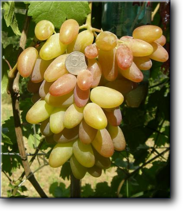 ЮБИЛЕЙ НОВОЧЕРКАССКА– сложный межвидовой гибрид раннего срока созревания, 110 – 115  дней