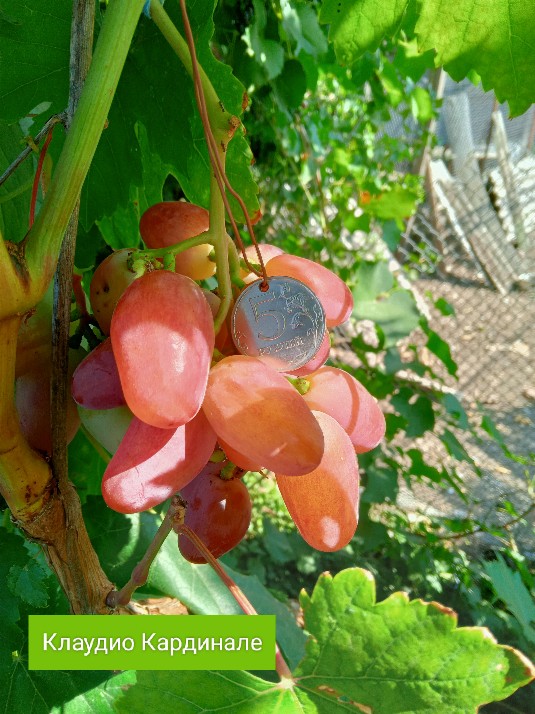 Клаудио Кардинале
