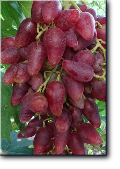 Новая гибридная форма столового винограда, любительской селекции, раннего срока созревания.