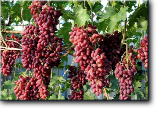 Новая гибридная форма столового винограда, любительской селекции, раннего срока созревания.