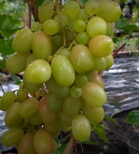 Сорт винограда Снежная королева Снежная королева