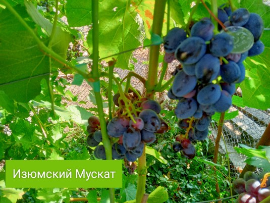 Изюмский Мускат