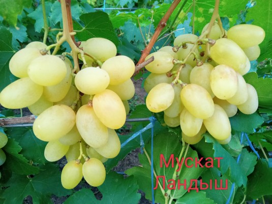 Мускат Ландыш