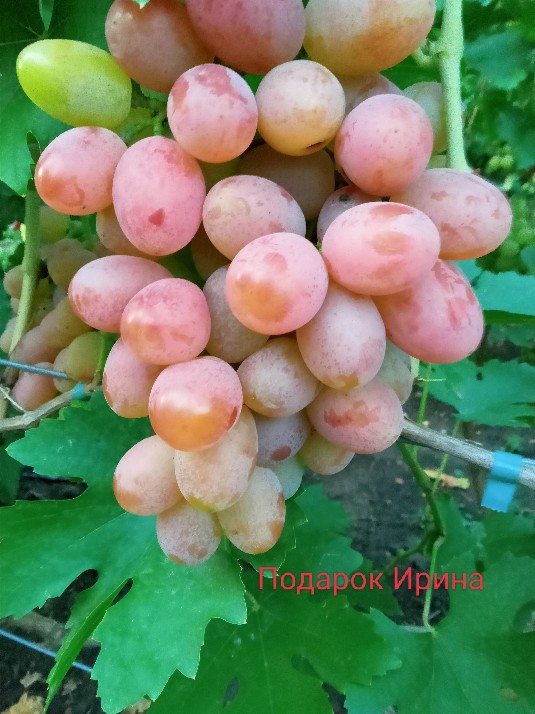 Подарок Ирине