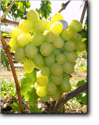 ПЕРВОЗВАННЫЙ – сложный межвидовой гибрид очень раннего срока созревания, 95 - 100 дней.