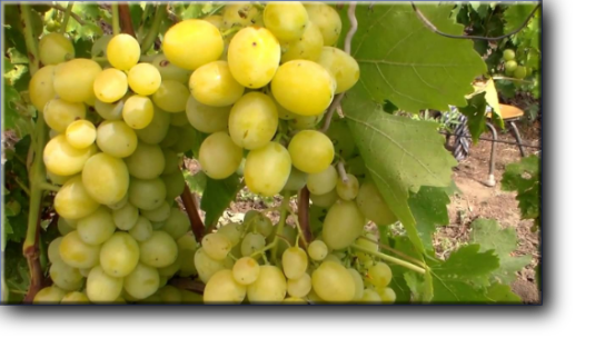 ПЕРВОЗВАННЫЙ – сложный межвидовой гибрид очень раннего срока созревания, 95 - 100 дней.