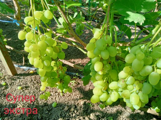 Супер Экстра