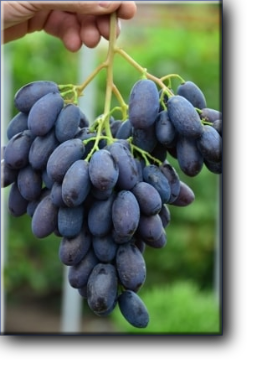 Каталония. Срок созревания - сверхранний. Вегетационный период длится 85-95 дней. Первый урожай снимают в конце июля. Грозди конической формы