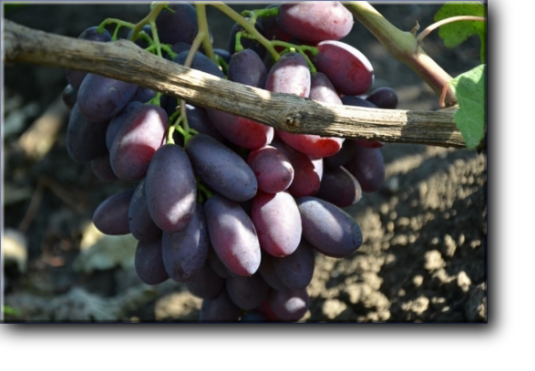 Каталония. Срок созревания - сверхранний. Вегетационный период длится 85-95 дней. Первый урожай снимают в конце июля. Грозди конической формы