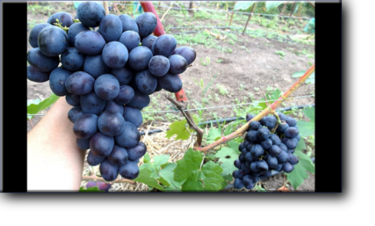 Виноград Посланник - гибридная форма селекции Калугина В.М. ранне среднего срока созревания