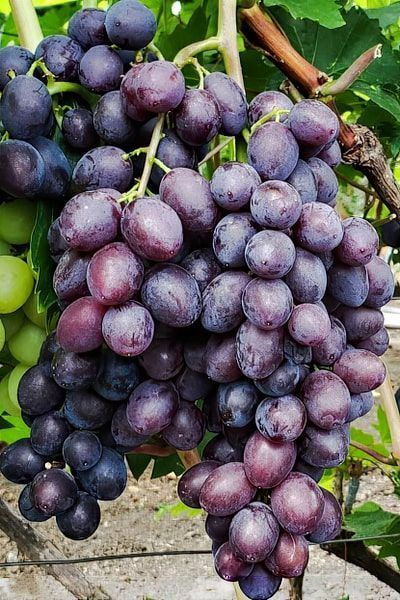 Сорт винограда Брависсимо Брависсимо
