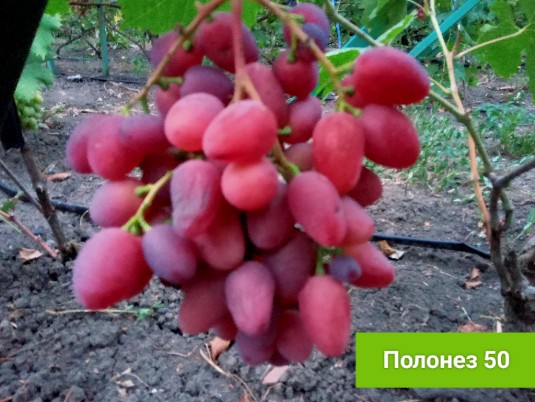 Полонез 50