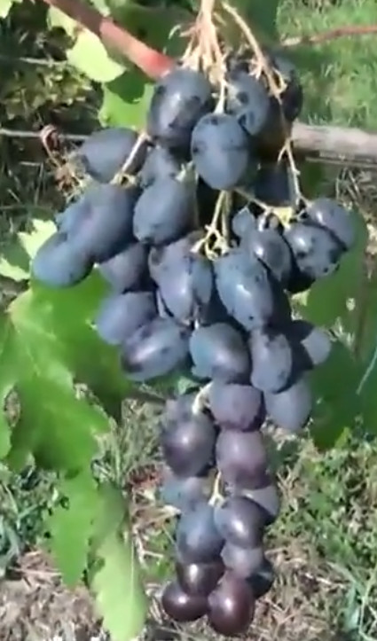 Сорт винограда Шикарный Шикарный