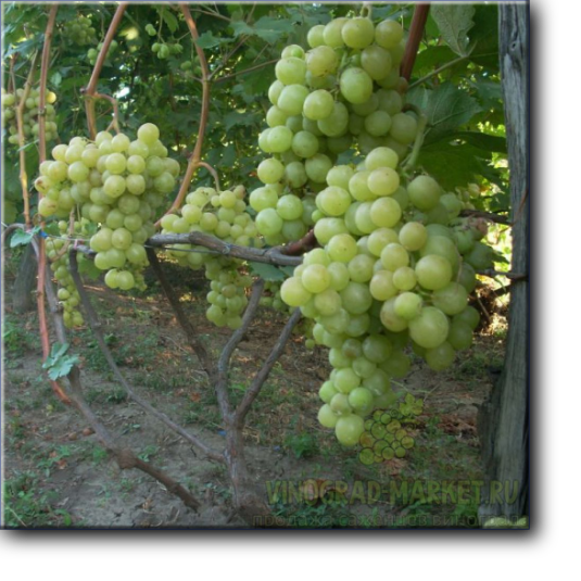 Срок созревания этого винограда заявлен автором как очень ранний (105 - 110 дней ).