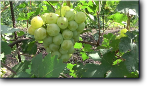 Индиана – виноград  раннего срока созревания, 110-115 дней.