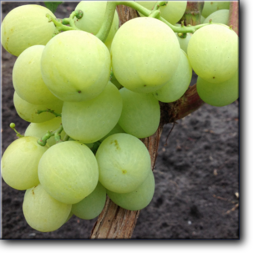 Индиана – виноград  раннего срока созревания, 110-115 дней.