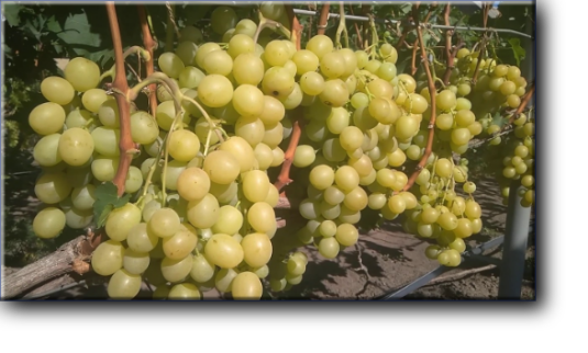 Срок созревания этого винограда заявлен автором как очень ранний (105 - 110 дней ).