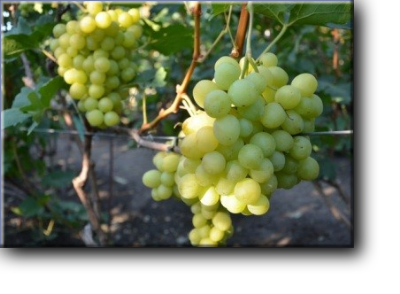 Срок созревания этого винограда заявлен автором как очень ранний (105 - 110 дней ).