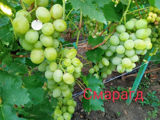 Смарагд