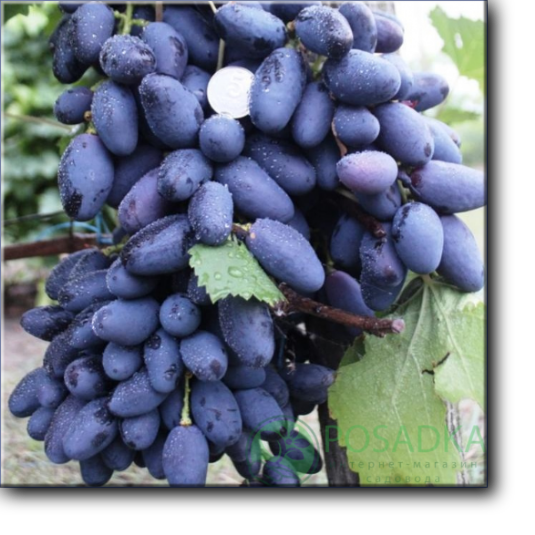 Сорт Алвика гибридная, цвет темный красно-синий, вкус гармоничный