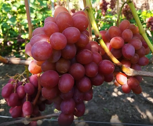 Сорт винограда Фламия Фламия