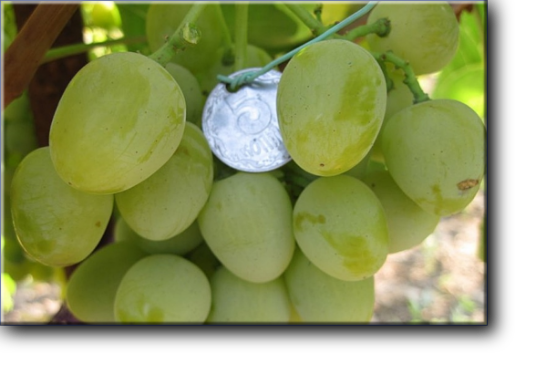 Хелена. Гибридная форма раннего срока созревания 105-115 дней.