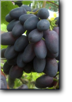 Сорт Алвика гибридная, цвет темный красно-синий, вкус гармоничный