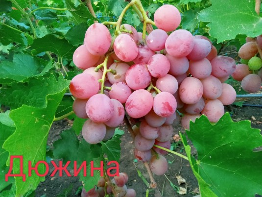 Дюхина
