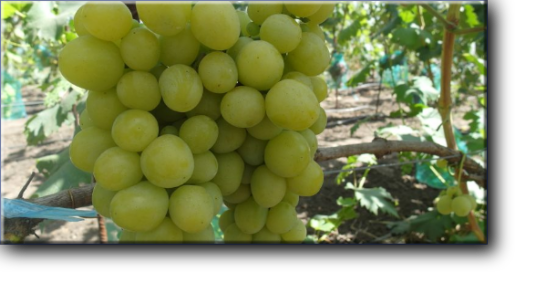 Хелена. Гибридная форма раннего срока созревания 105-115 дней.