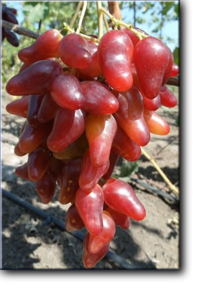 Оскар - новая гибридная форма винограда приватной селекции (Карпушев А. В., Украина), получена от скрещивания Софит х смесь пыльцы (Кишмиш лучистый, Сентеньел сидлис, Молдавский черный).