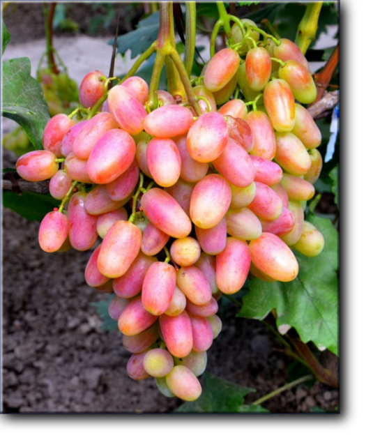 Юлиан - виноград очень раннего срока созревания,столовая форма сверхраннего срока созревания 95-105 дней.