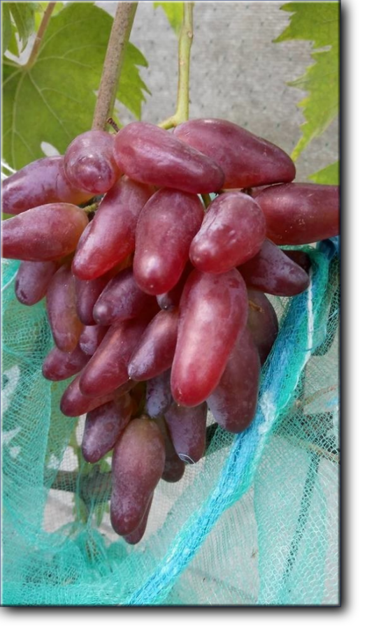 Оскар - новая гибридная форма винограда приватной селекции (Карпушев А. В., Украина), получена от скрещивания Софит х смесь пыльцы (Кишмиш лучистый, Сентеньел сидлис, Молдавский черный).