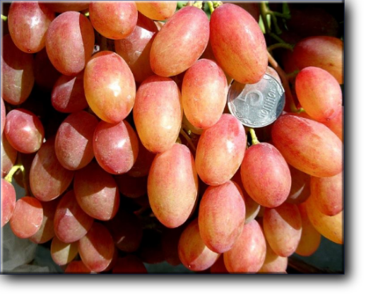 Виноград сорта Румба — относится к столовым сортам с ранним сроком созревания ягод. При должном уходе уже к началу августа можно собирать урожай. В среднем сорт созревает за 93 — 103 дня.