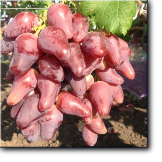 Оскар - новая гибридная форма винограда приватной селекции (Карпушев А. В., Украина), получена от скрещивания Софит х смесь пыльцы (Кишмиш лучистый, Сентеньел сидлис, Молдавский черный).