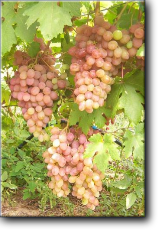 Виноград сорта Румба — относится к столовым сортам с ранним сроком созревания ягод. При должном уходе уже к началу августа можно собирать урожай. В среднем сорт созревает за 93 — 103 дня.