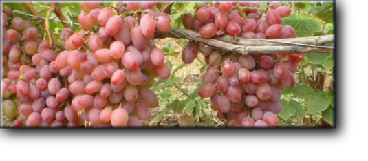 Юлиан - виноград очень раннего срока созревания,столовая форма сверхраннего срока созревания 95-105 дней.