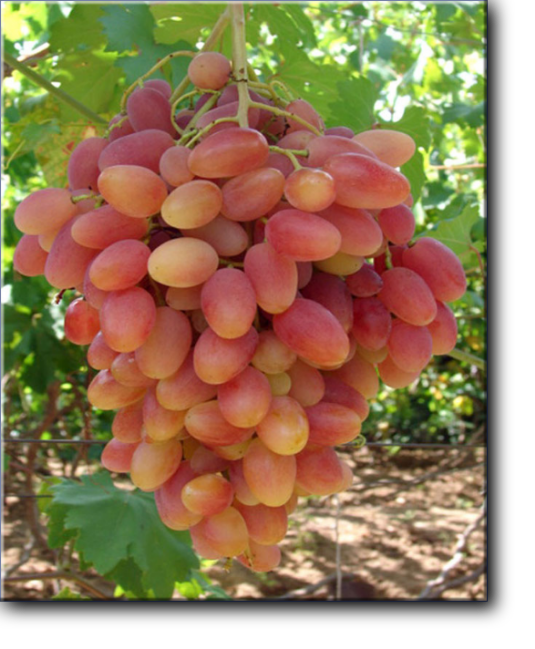 Юлиан - виноград очень раннего срока созревания,столовая форма сверхраннего срока созревания 95-105 дней.