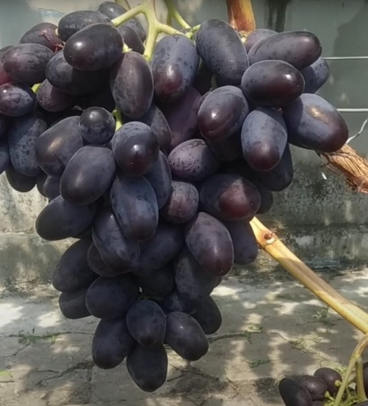 Сорт винограда Лара Лара