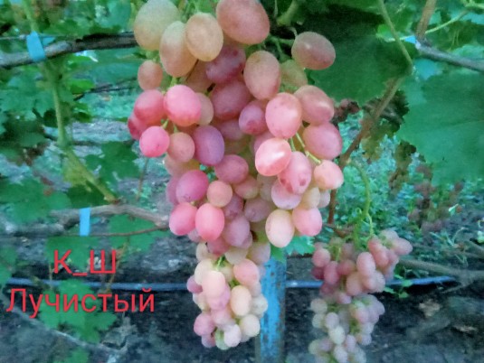 К_Ш Лучистый