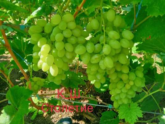 К_Ш Столетие
