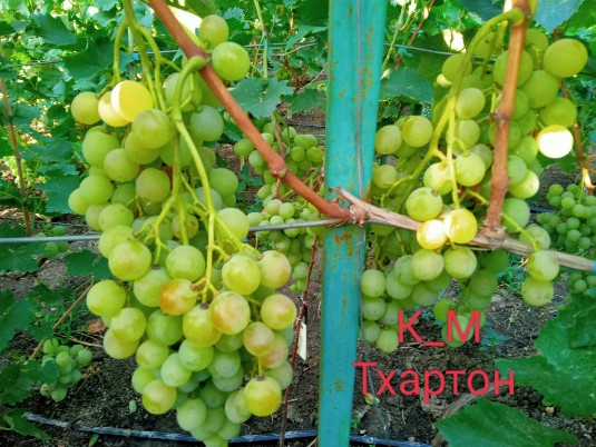К_Ш Тхартон