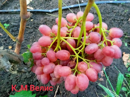 К_Ш Велис