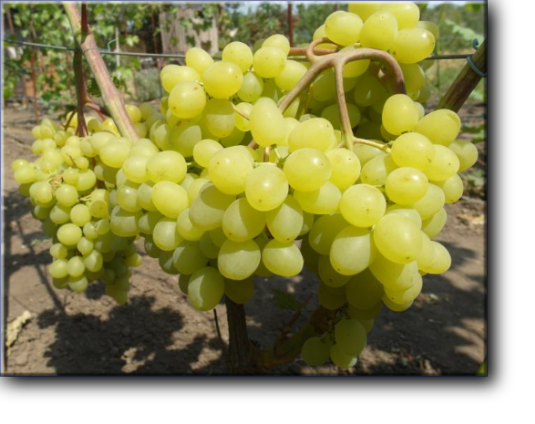 КИШМИШ ЦИМУС селекции Писанки О.М. Ягода белого цвета,  Очень - раннего срока созревания 85-90 дней